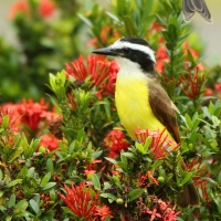 Bentewi wielki - Pitangus sulphuratus - Great Kiskadee