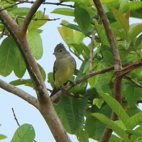 Elenia żółtobrzucha - Elaenia flavogaster - Yellow-bellied Elaenia
