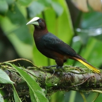 Kacykowiec grubodzioby - Psarocolius wagler - Chestnut-headed Oropendola