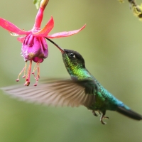 Rudaczek kryzowany - Selasphorus flammula - Volcano Hummingbird