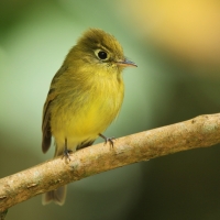 Empidonka żółtobrzucha - Empidonax flaviventris - Yellow-bellied Flycatcher