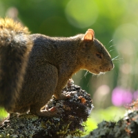 Wiewiorka rudoogonowa.