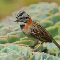 Pasówka obrożna - Zonotrichia capensis - Rufous-collared Sparrow