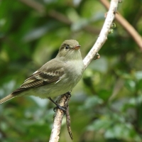 Empidonka żółtobrzucha - Empidonax flaviventris - Yellow-bellied Flycatcher