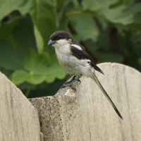 Dzierzba białobarkowa - Lanius collaris - Southern Fisca