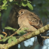 Turkaweczka zielonoplamkowa - Turtur chalcospilos - Emerald-spotted Wood Dove