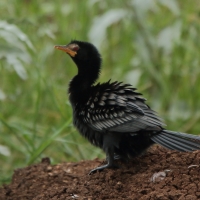 Kormoran etiopski - Microcarbo africanus - Long-tailed Cormorant