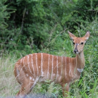 Nyala - samica.