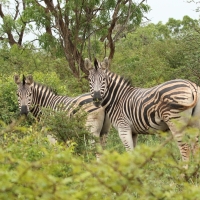 Zebry w Parku Narodowym Mkhuze.