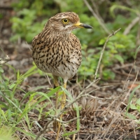 Kulon plamisty - Burhinus capensis - Spotted Thick-knee