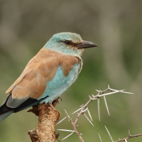 Kraska zwyczajna - Coracias garrulus - European Roller