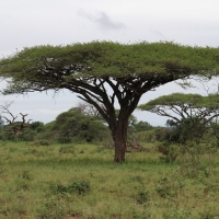 Sawanna na terenie P.N.Mkhuze