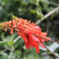 Ulubione kwiaty nektarników.