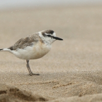 Sieweczka białoczelna - Charadrius marginatus - White-fronted Plover