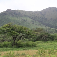 Sawanna w Parku Narodowym Hluhluwe.