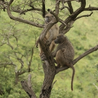 Pawiany w Parku Umfolozi.
