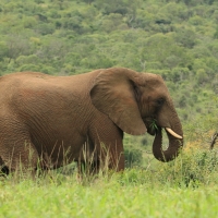 Słoń w Umfolozi.