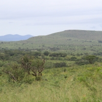 Park Umfolozi odgranicza od Mkhuze tylko biegnąca w poprzek szosa.