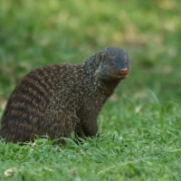 Mangusta pręgowana.