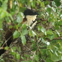 Kukal białogardły	- Centropus burchellii  - Burchell's Coucal