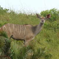 Kudu.