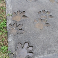 Hipopotam - Hippopotamus amphibius - Common hippopotamus