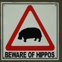 Hipopotam to bardzo niebezpieczne zwierzę.