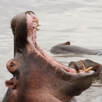 Hipopotam - Hippopotamus amphibius - Common hippopotamus