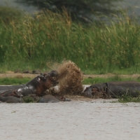 Hipopotam - Hippopotamus amphibius - Common hippopotamus