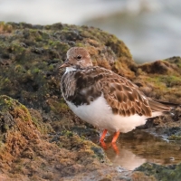 Kamusznik - Arenaria interpres - Ruddy Turnstone