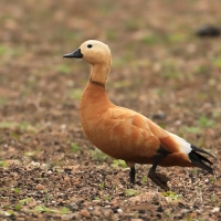 Kazarka rdzawa - Tadorna ferruginea - Ruddy Shelduck