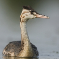 Perkoz dwuczuby - Podiceps cristatus - Great Crested Grebe