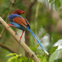 Kitta ozdobna - Urocissa ornata - Sri Lanka Blue Magpie