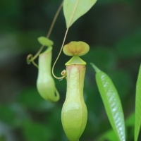 Dzbanecznik rosnący w dżungli.