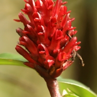 Kwiatów można spotkać dużo.