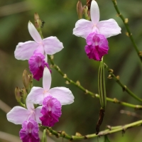Kwitnący w lesie storczyk.