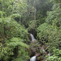 Dżungla w P.N. Singharaja.