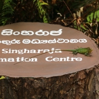 Zmiennogama pospolita zapraszająca do Parku.