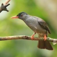 Szczeciak granatowy - Hypsipetes leucocephalus - Black Bulbul