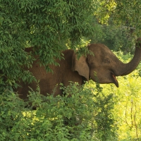 Słoń w P.N. Udawalawe.