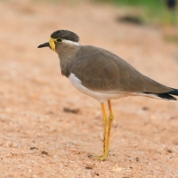 Czajka brunatna - Vanellus malabaricus - Yellow-wattled Lapwing