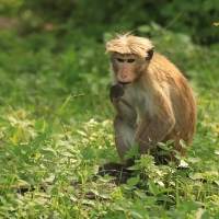 Makak rozczochrany w P.N. Udawalawe.