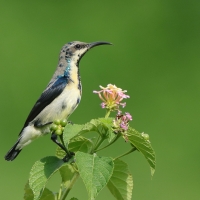 Nektarnik stalowy - Cinnyris asiaticus - Purple Sunbird