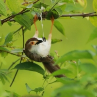 Tymalia chińska - Chrysomma sinense - Yellow-eyed Babbler