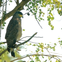 Weżojad czubaty - Spilornis cheela - Crested Serpent-Eagle