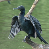 Kormoran indyjski - Phalacrocorax fuscicollis - Indian Cormorant