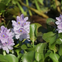 Kwitnący hiacynt wodny.