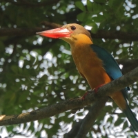 Łowiec niebieskoskrzydły - Pelargopsis capensis - Stork-billed Kingfisher