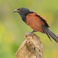 Kukal zmienny - Centropus sinensis - Greater Coucal