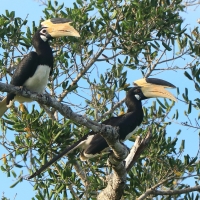 Dzioborożec orientalny - Anthracoceros coronatus - Malabar Pied Hornbill